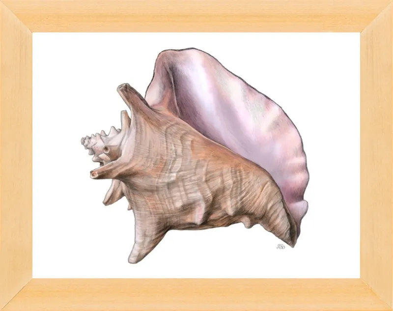 Queen conch  by Emily S. Damstra for Artfully Walls