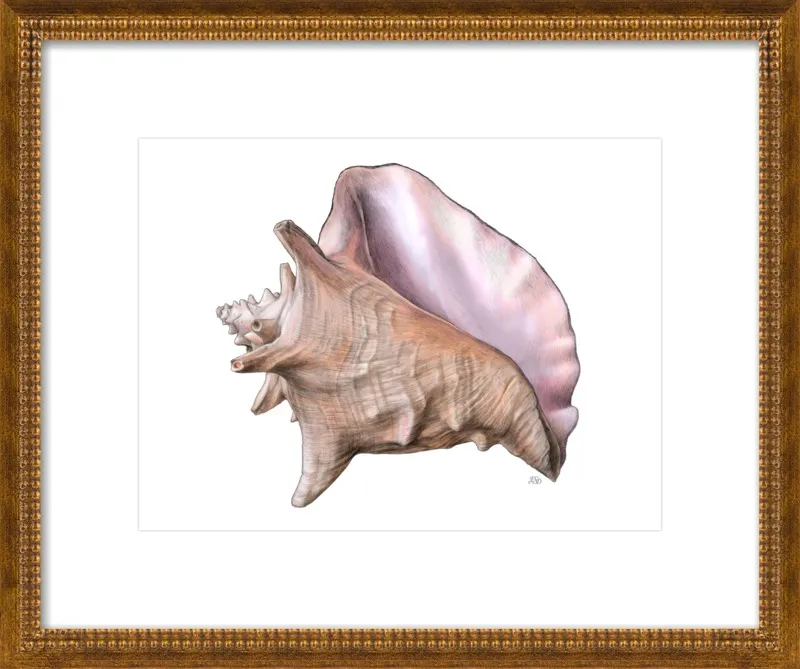 Queen conch  by Emily S. Damstra for Artfully Walls