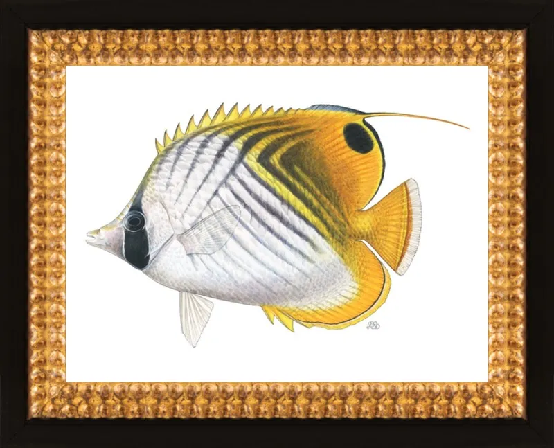 Threadfin butterflyfish by Emily S. Damstra for Artfully Walls