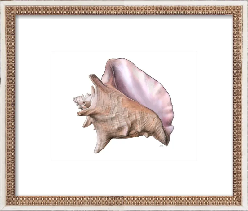 Queen conch  by Emily S. Damstra for Artfully Walls