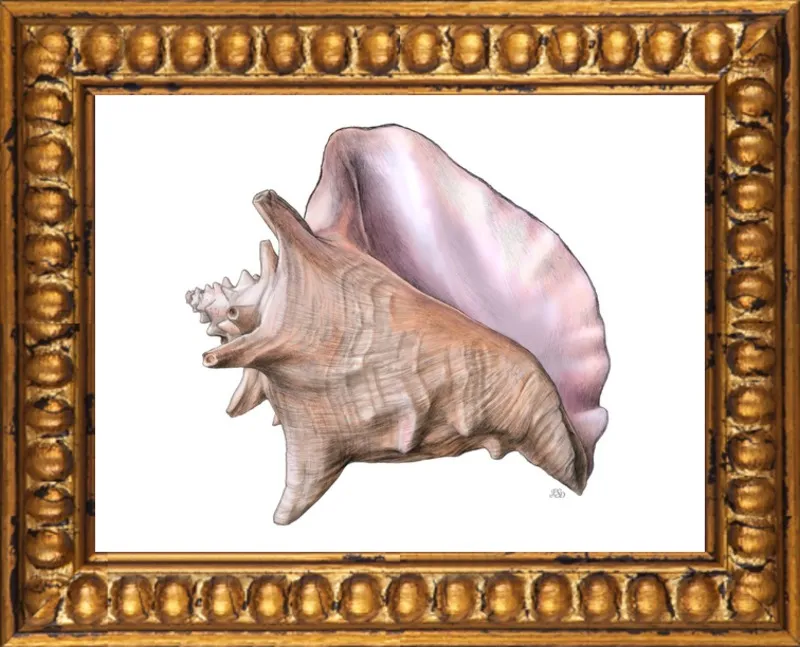 Queen conch  by Emily S. Damstra for Artfully Walls