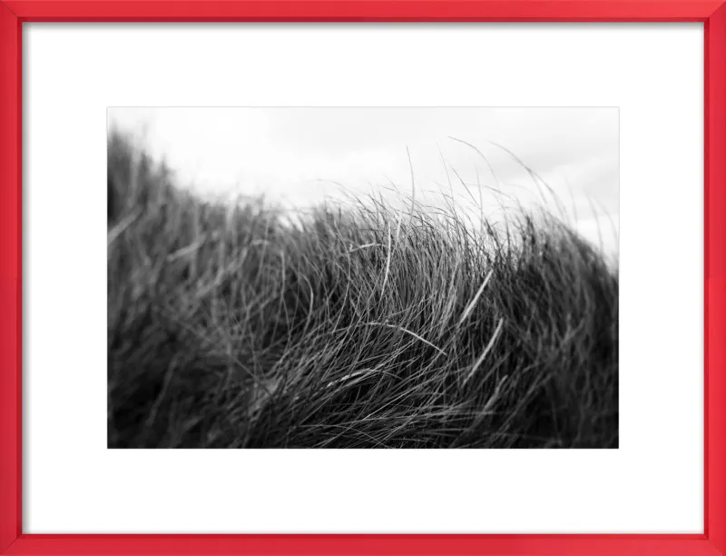 Beach Grass #3 by Alicia Bock for Artfully Walls