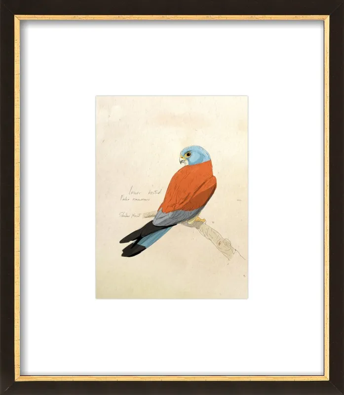 Lesser Kestrel by Shahar Navot for Artfully Walls