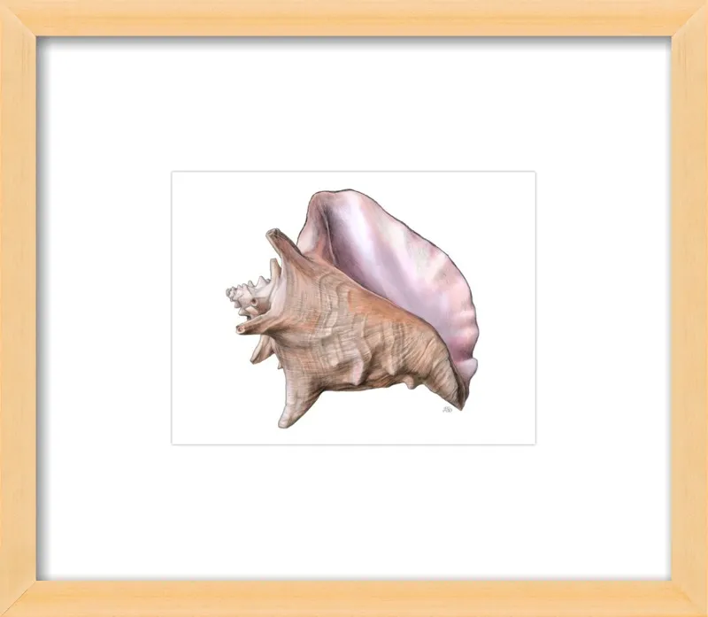 Queen conch  by Emily S. Damstra for Artfully Walls
