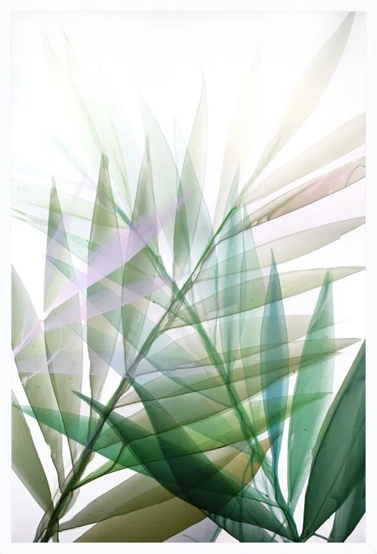 Tropical Study no. 8 by Marina Dunbar  for Artfully Walls