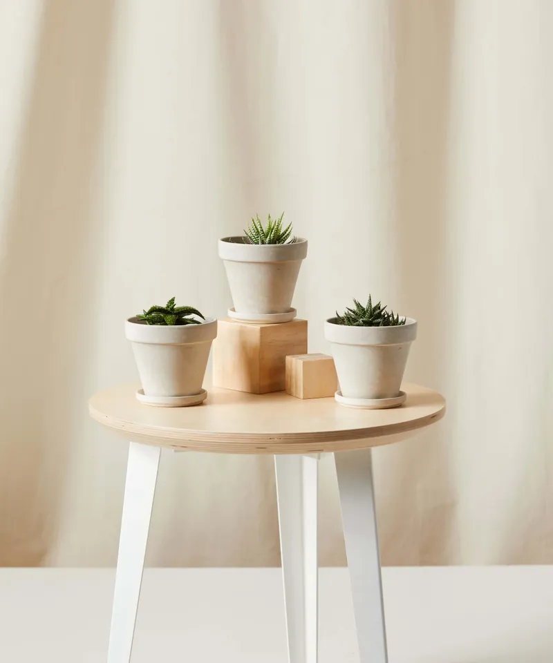 Aloe Collection -  Alabaster