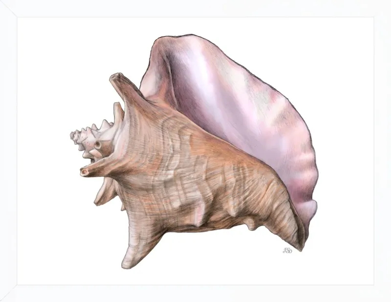 Queen conch  by Emily S. Damstra for Artfully Walls