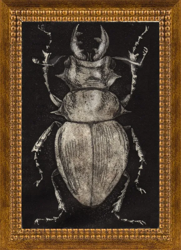 Grey Beetle on Black by Tennopent Sooster for Artfully Walls