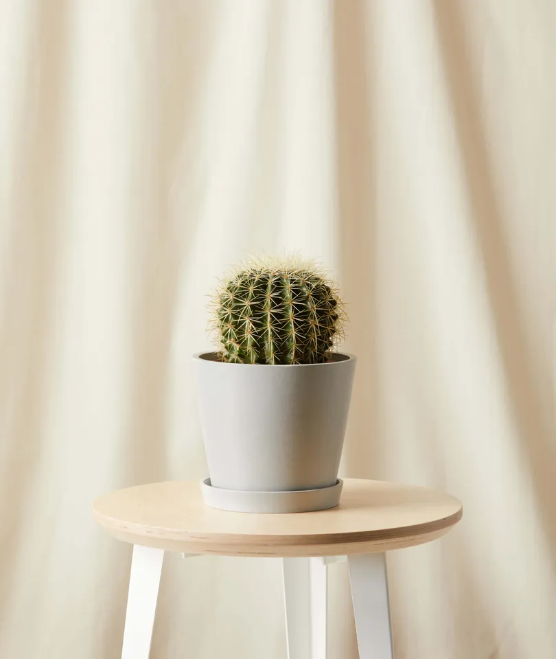 Golden Barrel Cactus -  Stone