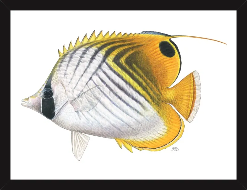 Threadfin butterflyfish by Emily S. Damstra for Artfully Walls