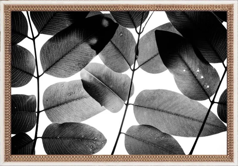 "Experiments with Leaves 2015 1" by Tal Paz-Fridman for Artfully Walls