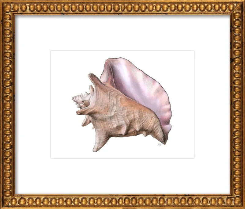 Queen conch  by Emily S. Damstra for Artfully Walls