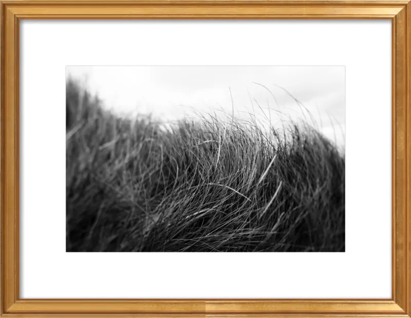 Beach Grass #3 by Alicia Bock for Artfully Walls