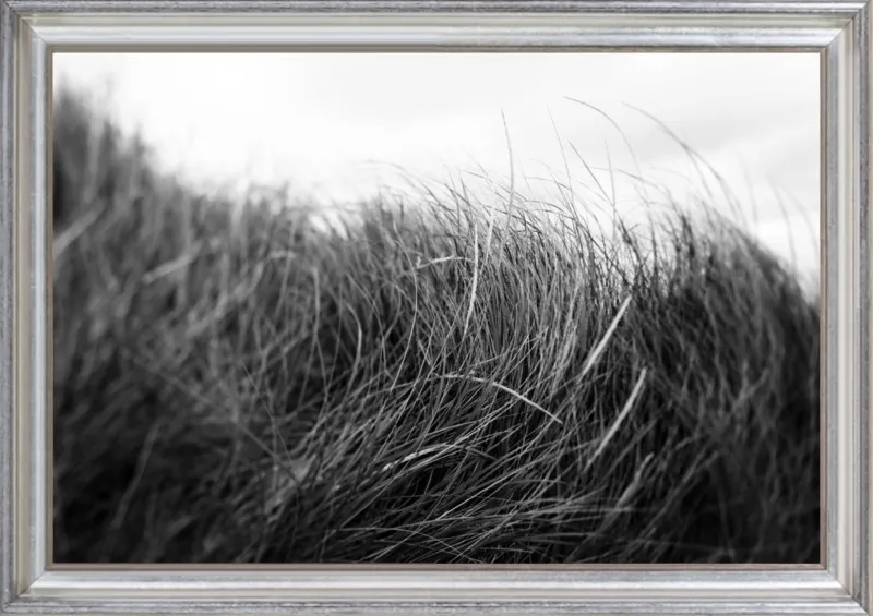 Beach Grass #3 by Alicia Bock for Artfully Walls