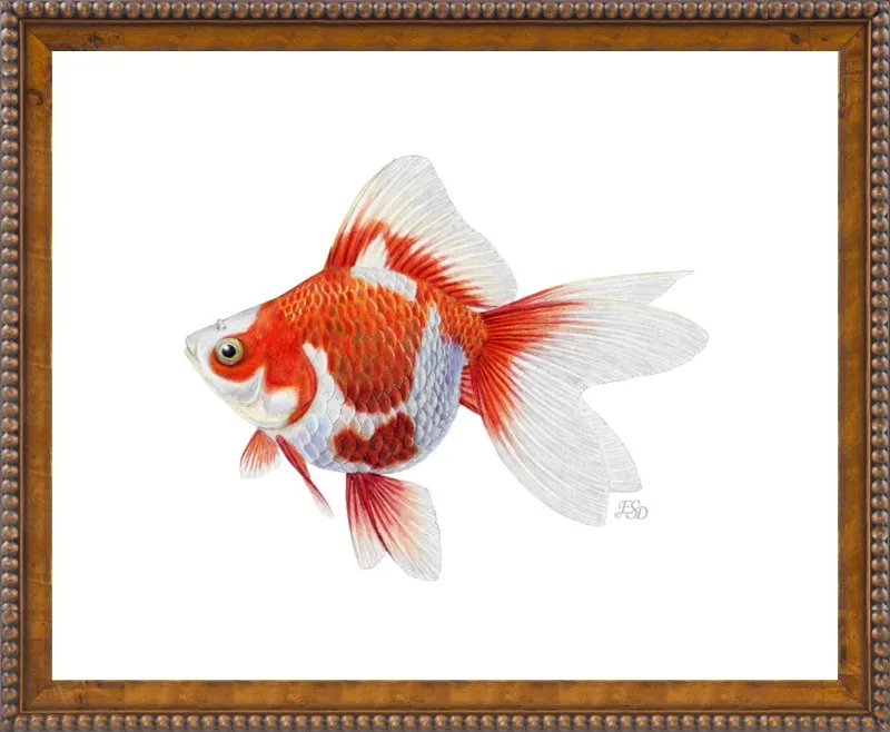 Japanese ryukin goldfish by Emily S. Damstra for Artfully Walls