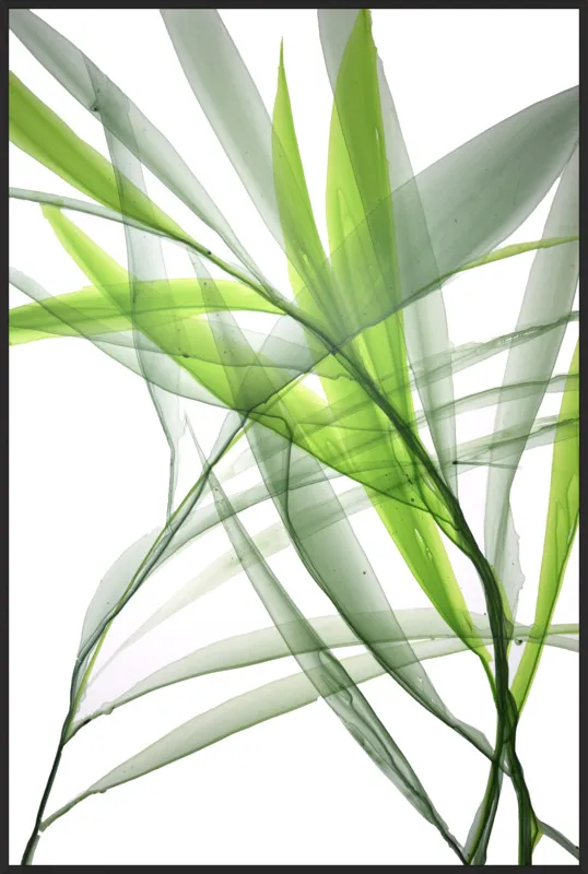 Tropical Study no. 3 by Marina Dunbar  for Artfully Walls