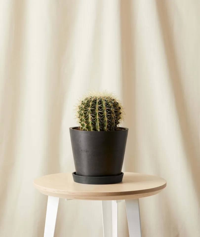 Golden Barrel Cactus -  Charcoal