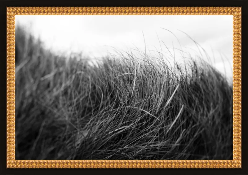 Beach Grass #3 by Alicia Bock for Artfully Walls