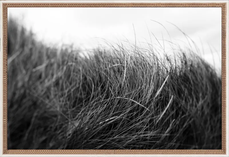 Beach Grass #3 by Alicia Bock for Artfully Walls