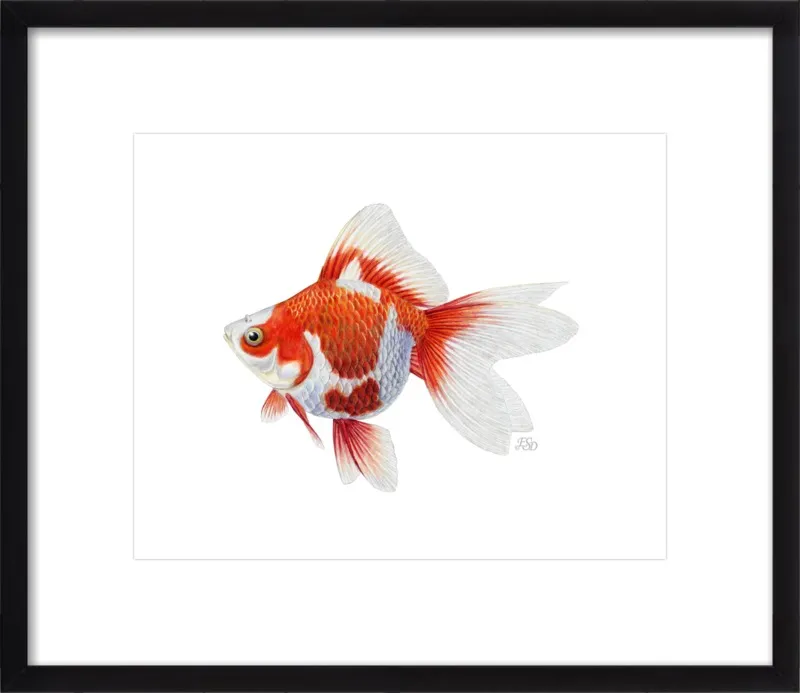 Japanese ryukin goldfish by Emily S. Damstra for Artfully Walls