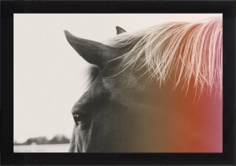 Pink Pony by Alicia Bock for Artfully Walls