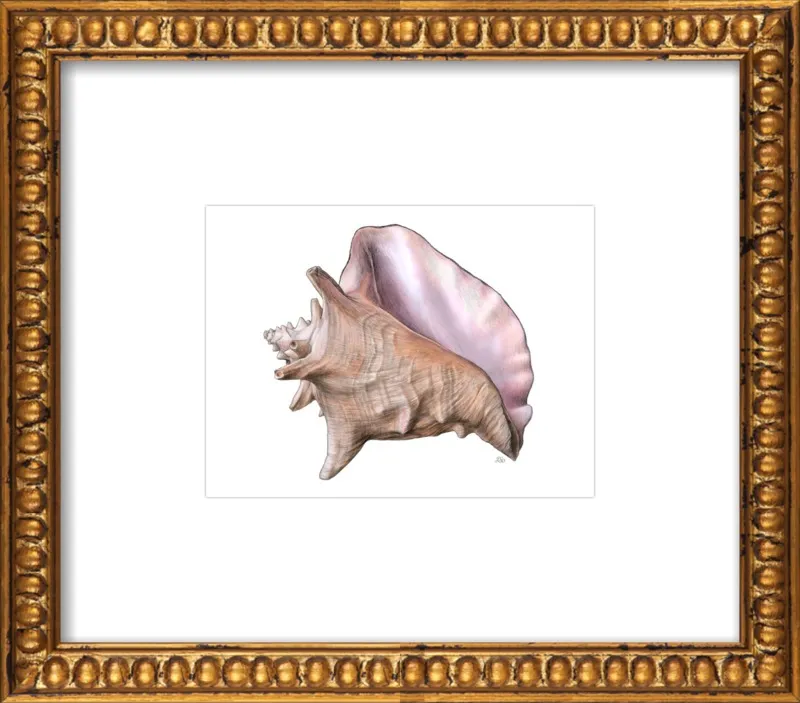 Queen conch  by Emily S. Damstra for Artfully Walls
