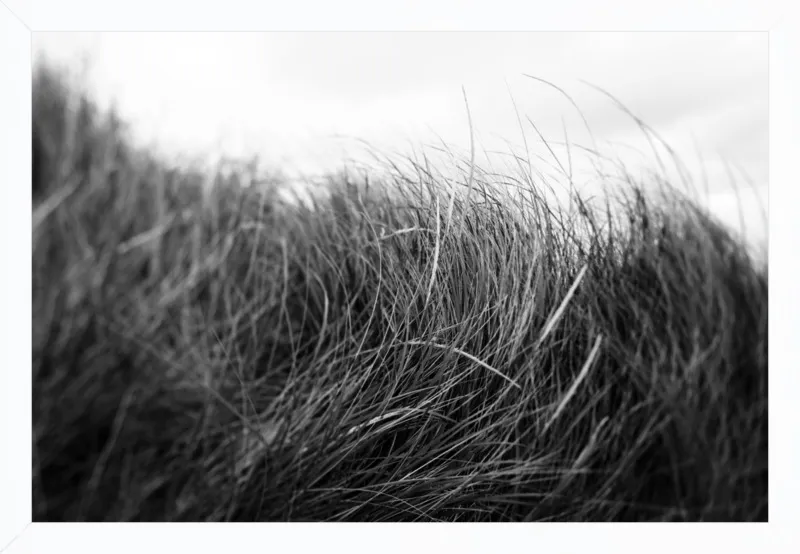 Beach Grass #3 by Alicia Bock for Artfully Walls