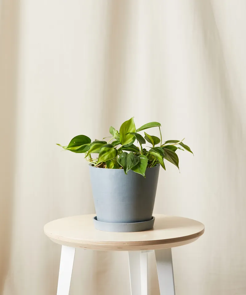 Philodendron Brasil -  Slate