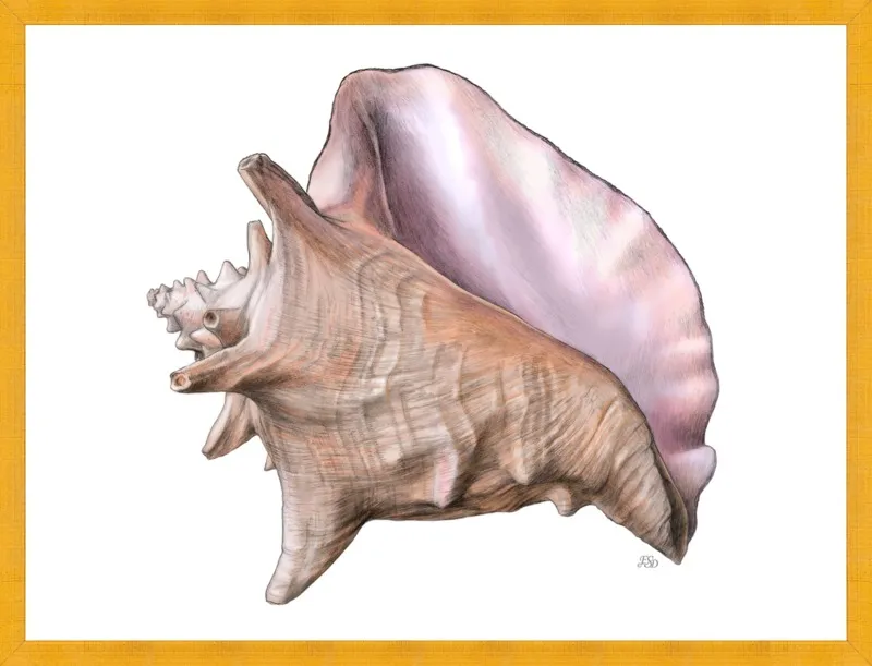 Queen conch  by Emily S. Damstra for Artfully Walls