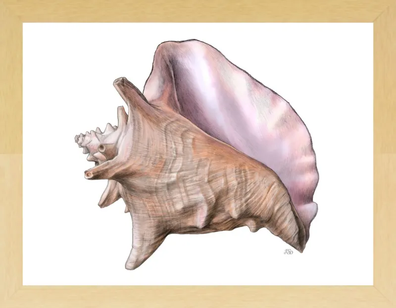 Queen conch  by Emily S. Damstra for Artfully Walls