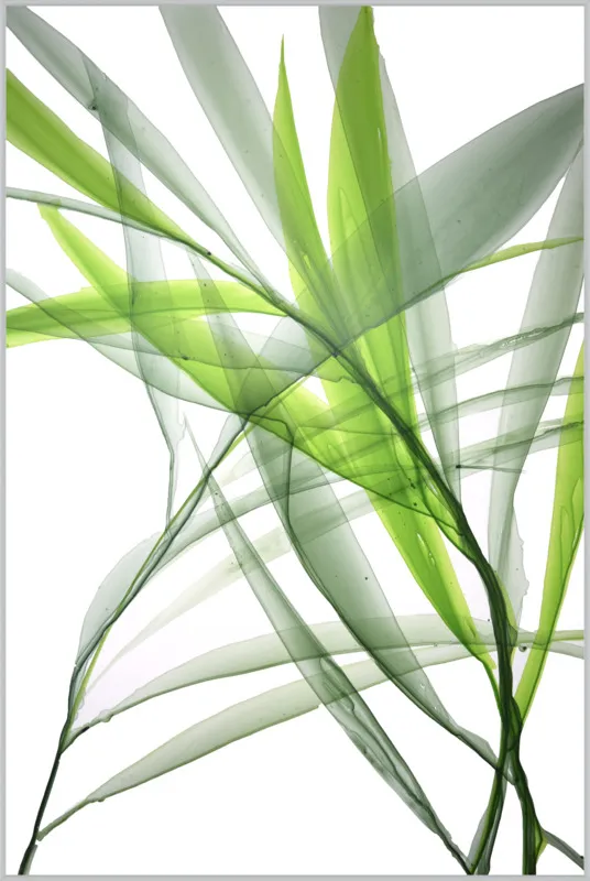 Tropical Study no. 3 by Marina Dunbar  for Artfully Walls