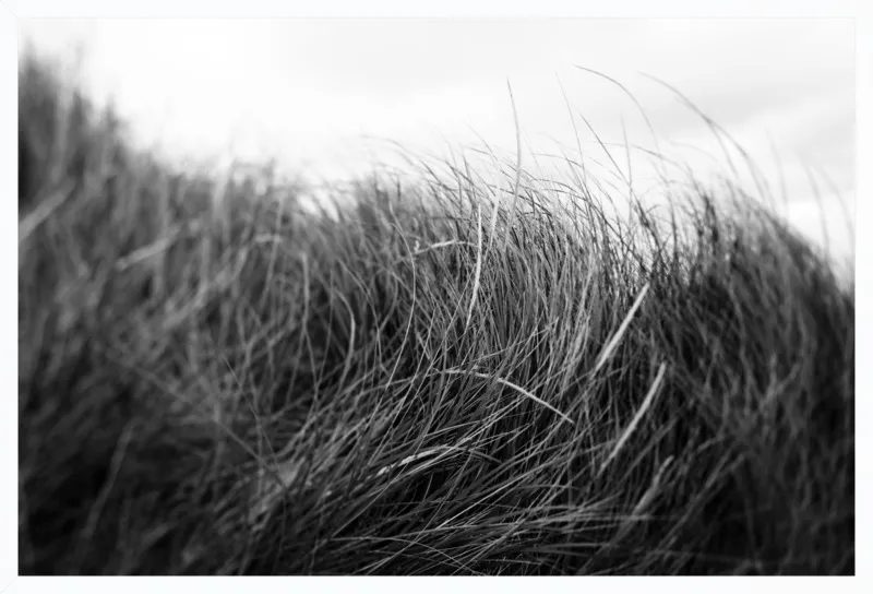 Beach Grass #3 by Alicia Bock for Artfully Walls