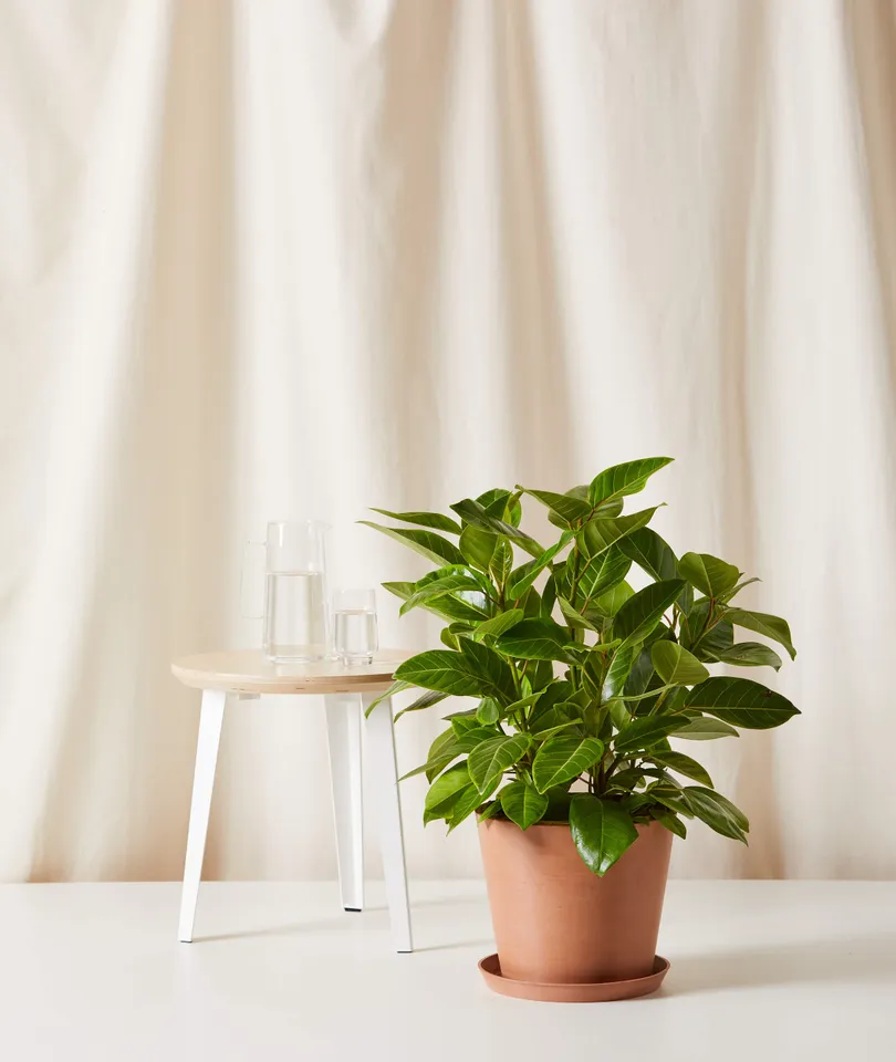 Ficus Altissima Bush -  Clay