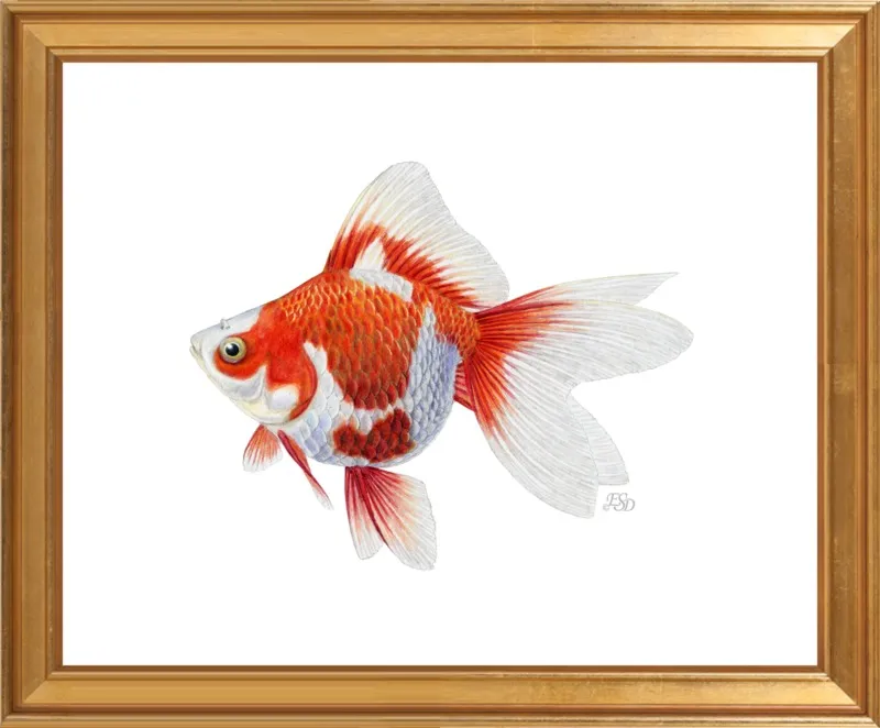 Japanese ryukin goldfish by Emily S. Damstra for Artfully Walls