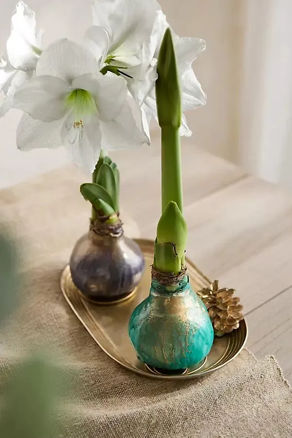 Waxed Amaryllis Bulb