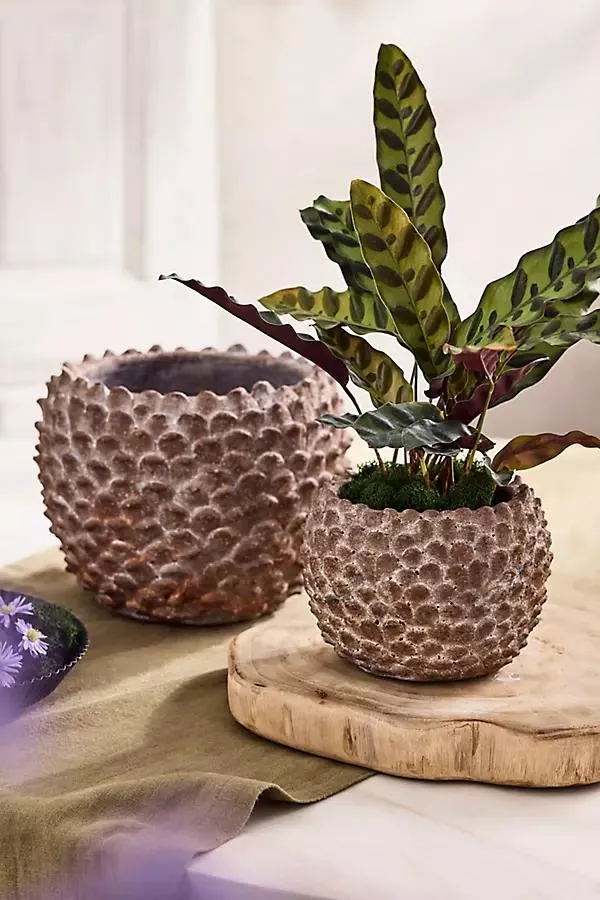 Concrete Pinecone Planter, Round