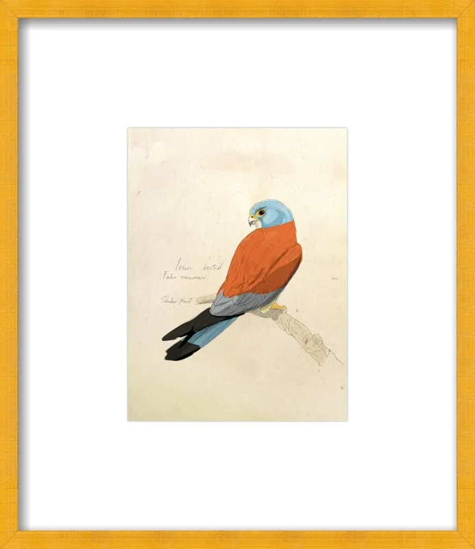 Lesser Kestrel by Shahar Navot for Artfully Walls
