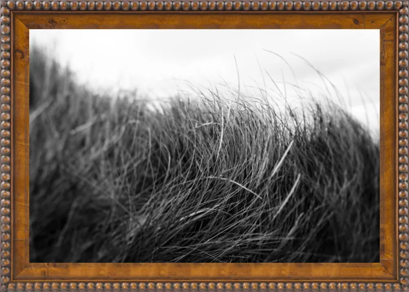 Beach Grass #3 by Alicia Bock for Artfully Walls