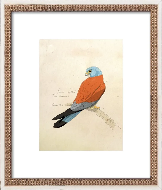 Lesser Kestrel by Shahar Navot for Artfully Walls