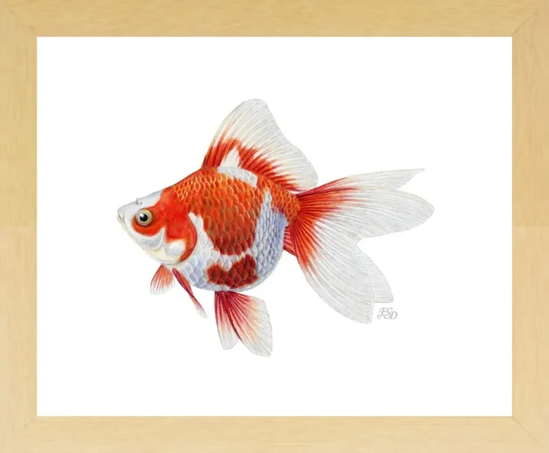 Japanese ryukin goldfish by Emily S. Damstra for Artfully Walls
