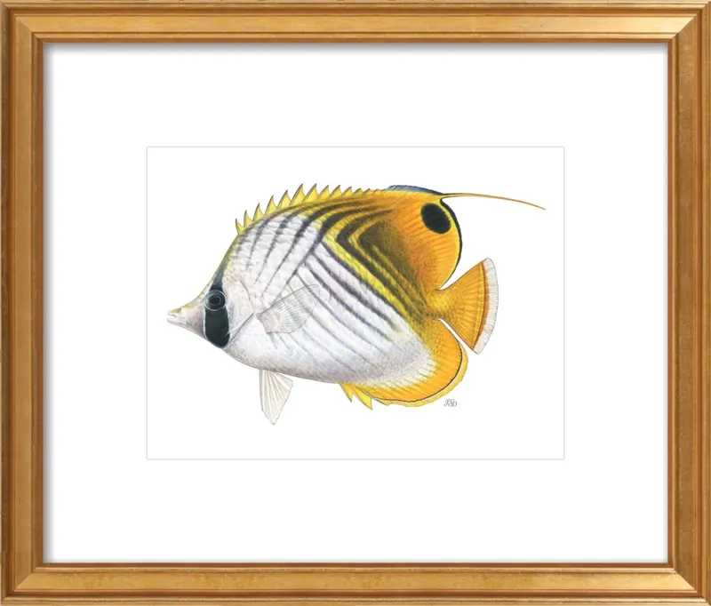 Threadfin butterflyfish by Emily S. Damstra for Artfully Walls