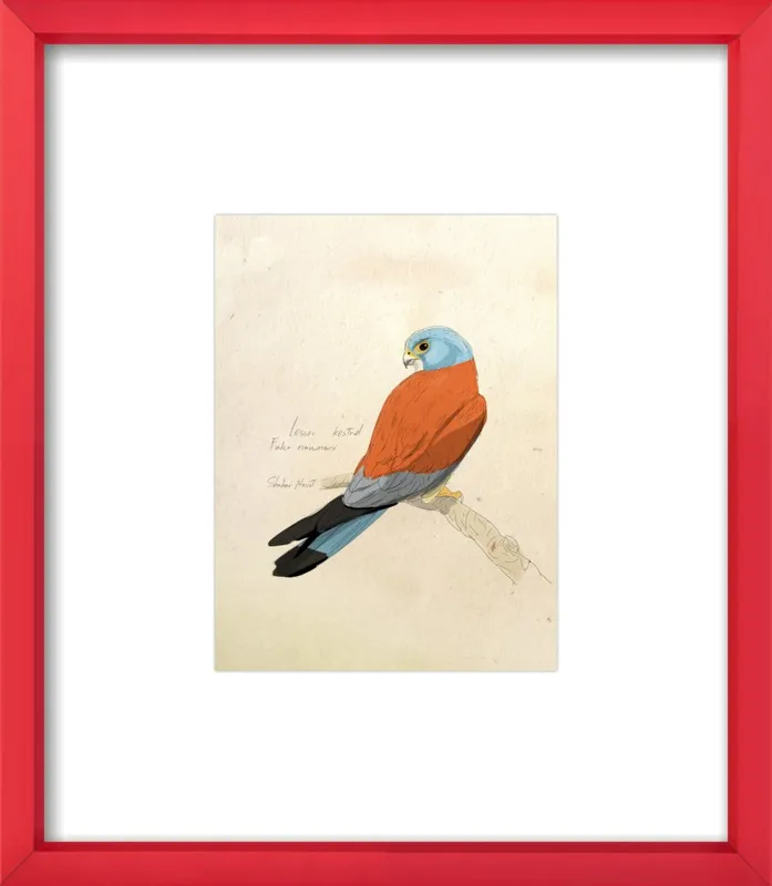 Lesser Kestrel by Shahar Navot for Artfully Walls