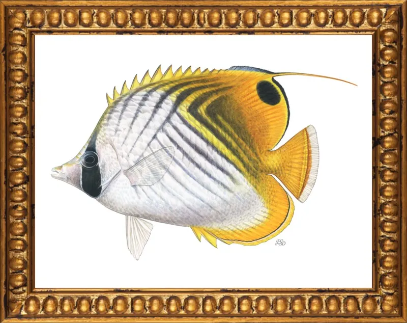 Threadfin butterflyfish by Emily S. Damstra for Artfully Walls
