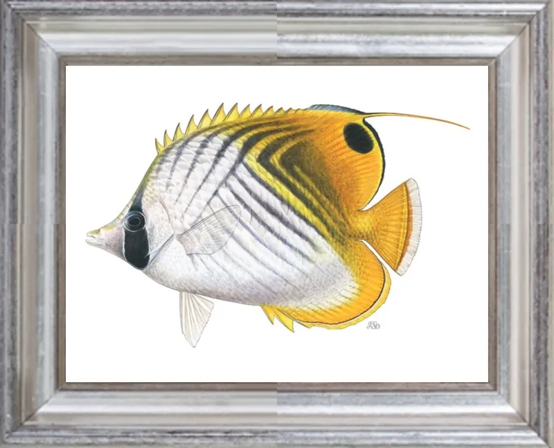 Threadfin butterflyfish by Emily S. Damstra for Artfully Walls