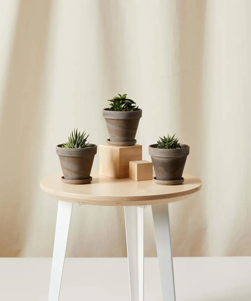 Aloe Collection -  Basalt