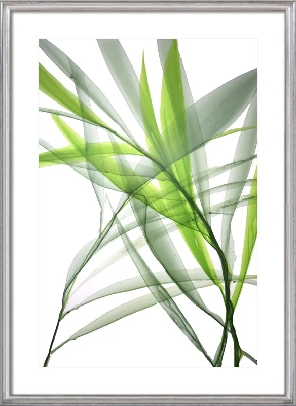 Tropical Study no. 3 by Marina Dunbar  for Artfully Walls