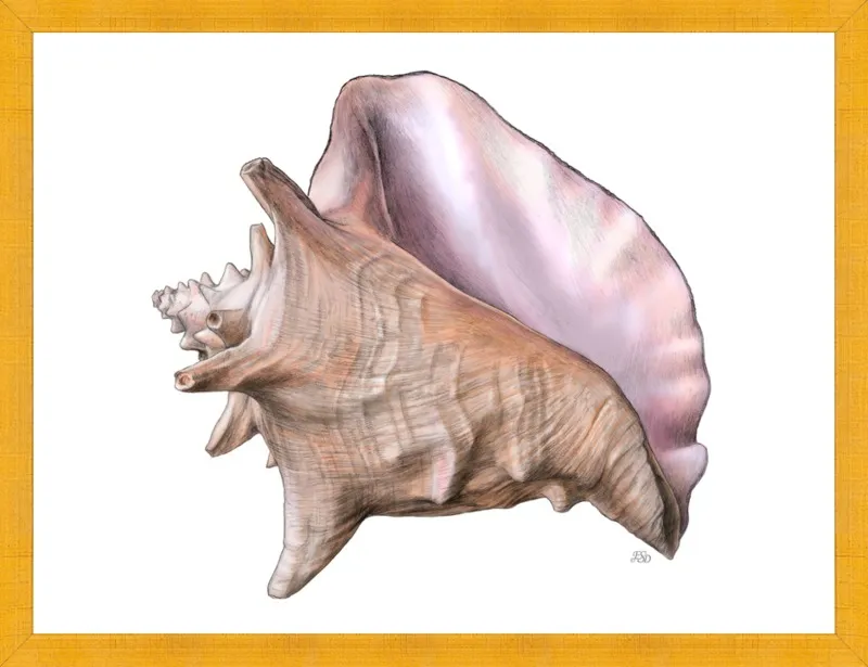 Queen conch  by Emily S. Damstra for Artfully Walls
