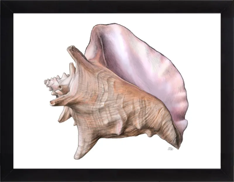 Queen conch  by Emily S. Damstra for Artfully Walls