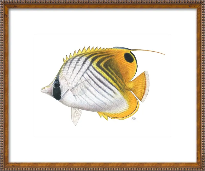 Threadfin butterflyfish by Emily S. Damstra for Artfully Walls