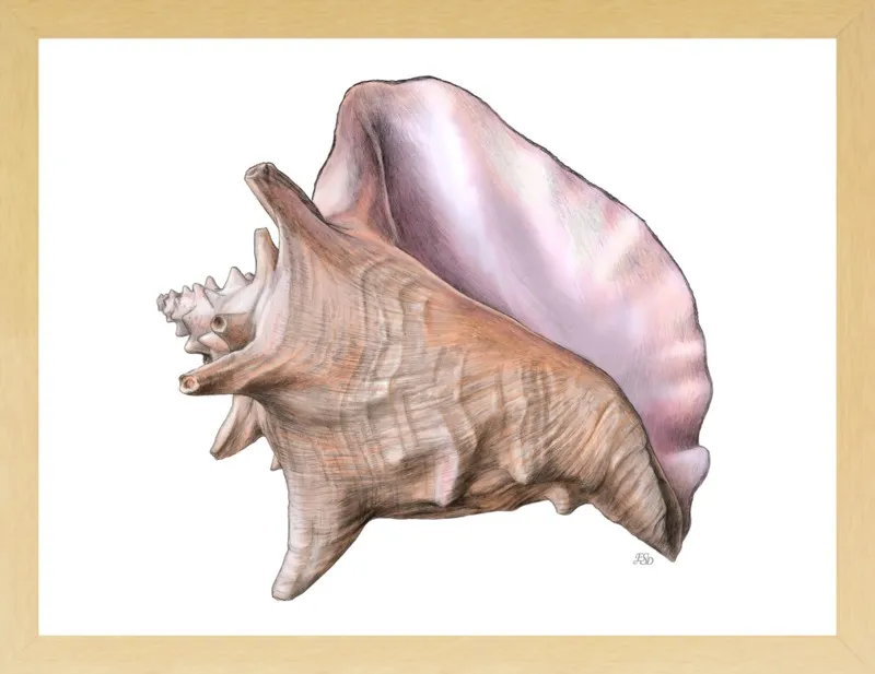 Queen conch  by Emily S. Damstra for Artfully Walls